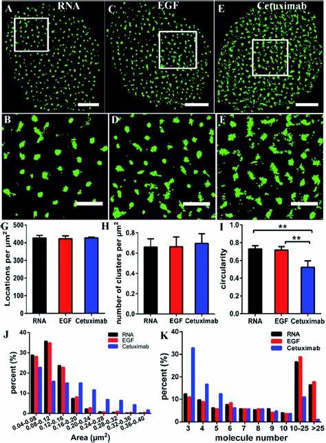 RNA適配體熒光探針